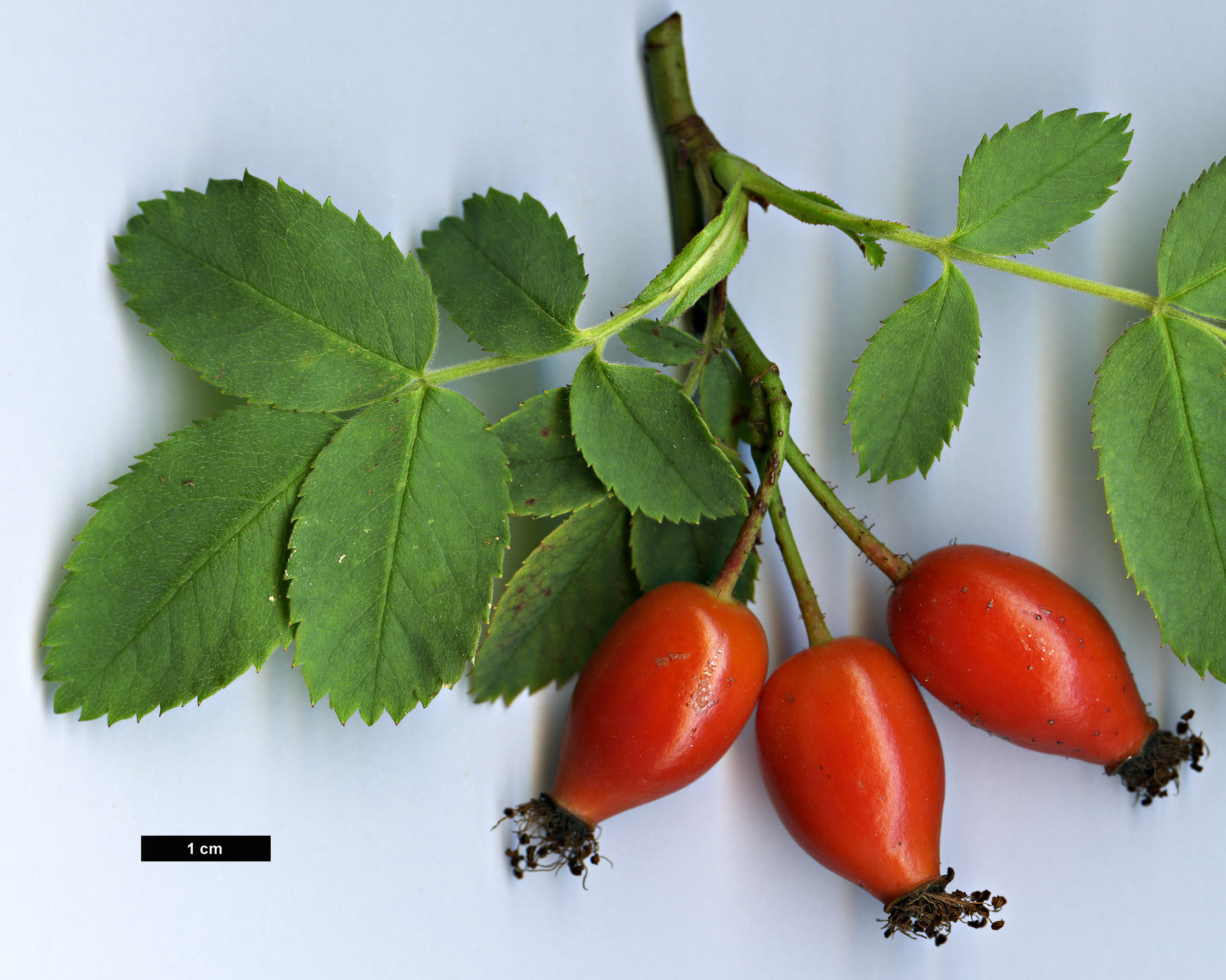 High resolution image: Family: Rosaceae - Genus: Rosa - Taxon: foetida - SpeciesSub: ’Bicolor’